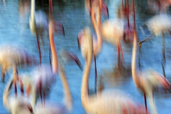 Flamingos in pond, sunlight, colourful, wipe effect, motion blur, Camargue, France