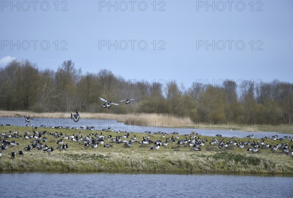 Barnacle geese, white-fronted geese, (Branta leucopsis) on the Katinger Watt, Schleswig-Holstein, Germany