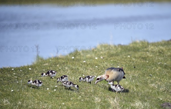 Nile goose chicks (Alopochen aegyptiaca) at Katinger Watt, Schleswig-Holstein, Germany