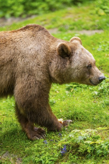 Brown bear (Ursus arctos) walking on a meadow, Bavaria, Germany