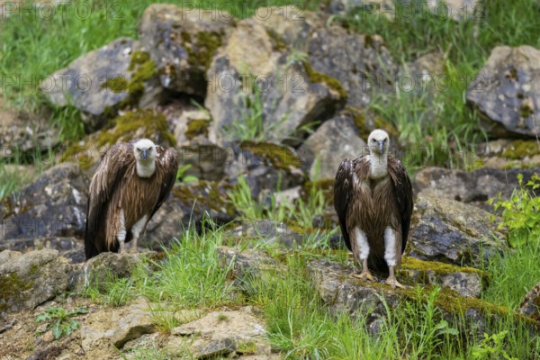 Eurasian griffon vulture (Gyps fulvus) on a rock, Bavaria, Germany