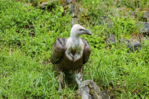 Eurasian griffon vulture (Gyps fulvus) on a meadow, Bavaria, Germany