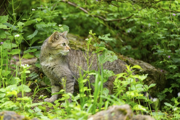 European wildcat (Felis silvestris) on a rock, Bavaria, Germany
