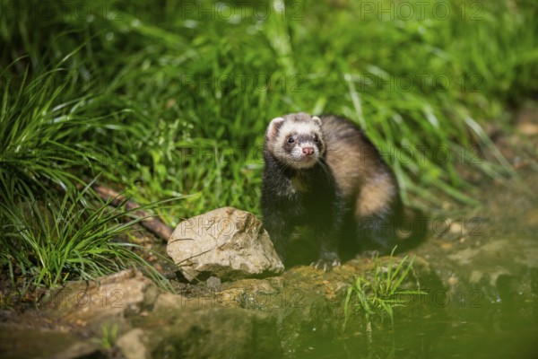 Ferret (Mustela putorius furo) on a rock, Bavaria, Germany