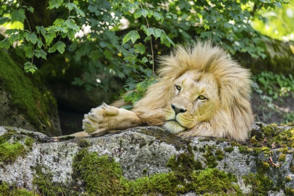 Southern African lion (Panthera leo melanochaita) male, lying on a rock, captive, Zoo Augsburg, Germany