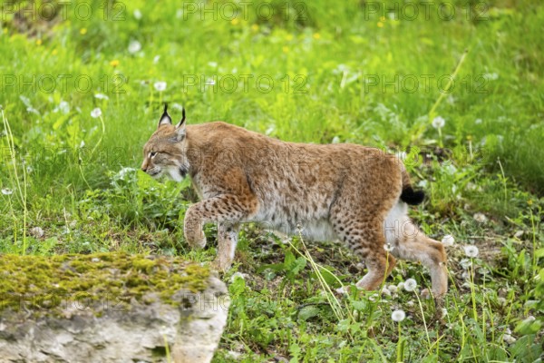 Eurasian lynx (Lynx lynx) walking in the grass, Bavaria, Germany