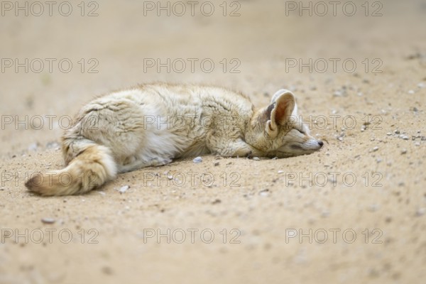 Fennec fox (Vulpes zerda) lying in the sand, captive, Zoo Augsburg, Bavaria, Germany