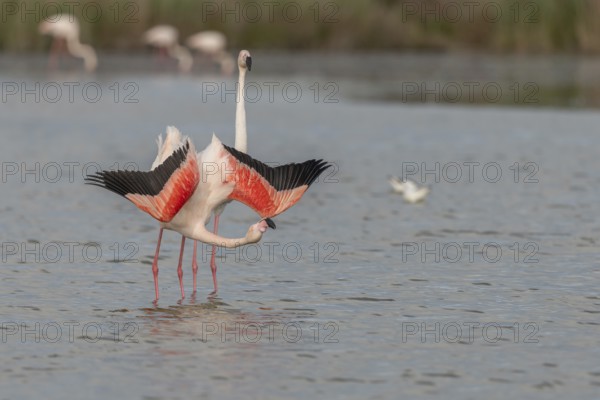 A flamingo opens its wings and highlights its magnificent plumage. The scene captures the essence of the wild in serene surroundings. Saintes Maries de la Mer, Arles, Bouches du Rhone, Provence Alpes Cote d'Azur, France