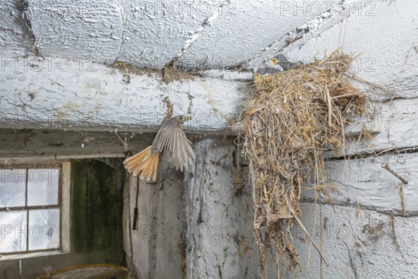 Black redshank (Phoenicurus ochruros) in flight to feed its chicks in the nest in an old barn. Bas rhin, Alsace, grand est, France