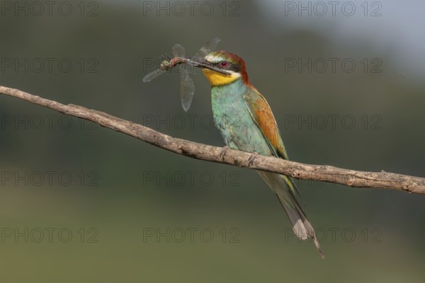 European bee-eater (Merops apiaster) with a flock in its beak on a branch in spring. Jechtingen, Kaiserstuhl, Germany