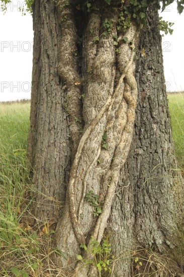 Ivy (Araliaceae) with arm-thick roots climbing up an old pear tree (Pyrus), Mostviertel, Lower Austria, Austria, Lower Austria, Austria