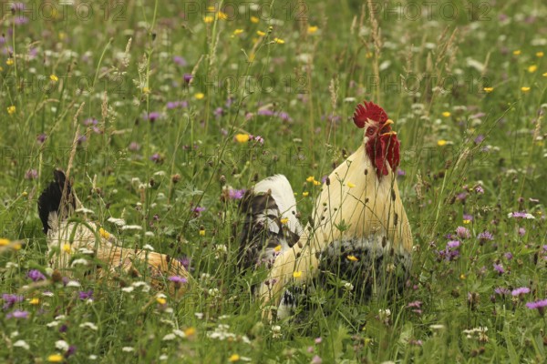 Domestic rooster crowing in colourful flower meadow, free-range, organic farming, Lower Austria, Austria, Lower Austria, Austria