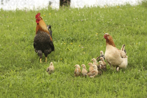 Domestic chicken, rooster and a few days old youngsters looking for food in a meadow, free-range, organic farming, Lower Austria, Austria, Lower Austria, Austria