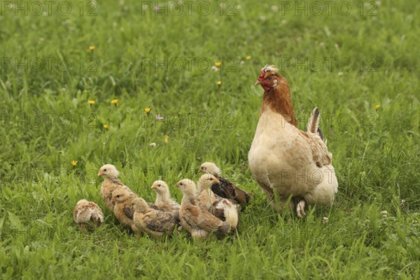 Domestic chicken with a few days old young ones looking for food in a meadow, free-range, organic farming, Lower Austria, Austria, Lower Austria, Austria