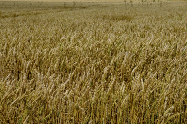 Cornfields, near Elz Castle, Rhineland-Palatinate, Germany
