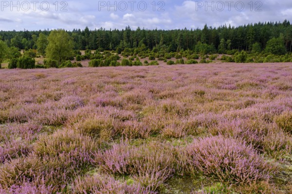 Ellerndorfer Heide, broom heather blossom, Südheide, Lüneburg Heath, near Eimke, Lower Saxony, Germany