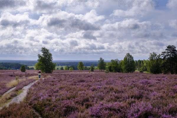 Heath on Wietzer Berg, broom heather blossom, Südheide, Lüneburg Heath, near Faßberg, Lower Saxony, Germany