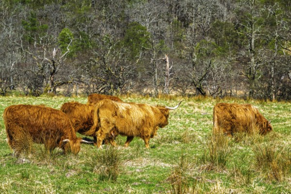 Highland Cattle, Scottish breed of rustic cattle, Highland, Scotland, UK