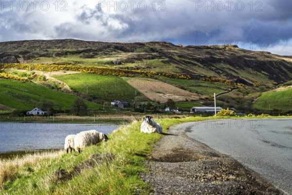 Farms over Loch Harport, Drynoch, Isle of Skye, Scotland, UK