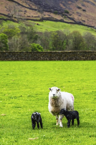 Sheep and farm in Lake District National Park, Coniston Water, Cumbria, England, United Kingdom