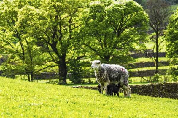 Sheep and farm in Lake District National Park, Coniston Water, Cumbria, England, United Kingdom