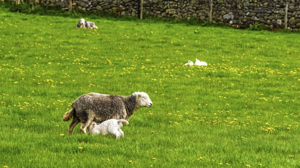 Sheeps, Pooley Bridge, Ullswater Lake, Lake District National Park, Cumbria, England, United Kingdom
