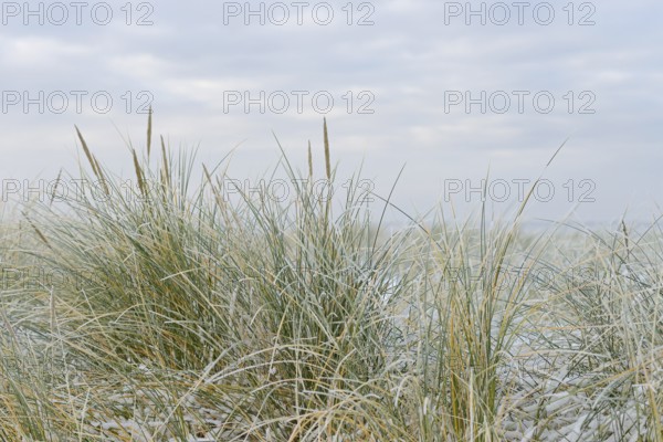 Beach grass (Ammophila arenaria) covered with snow, dune landscape of Norddeich, North Sea, Lower Saxony, Germany