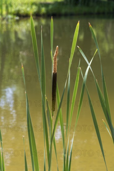 Cattail (Typha) at a pond, aquatic plant and marsh plant, single plant and leaves, North Rhine-Westphalia, Germany