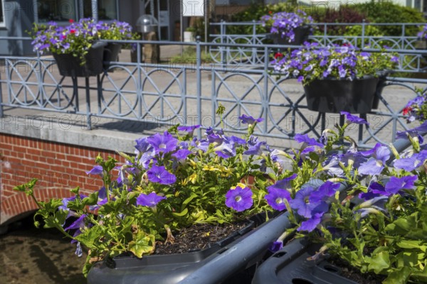 Railing with flower boxes by the river Lippe, petunias (Petunia), Bad Lippspringe, climatic health resort, North Rhine-Westphalia, Germany