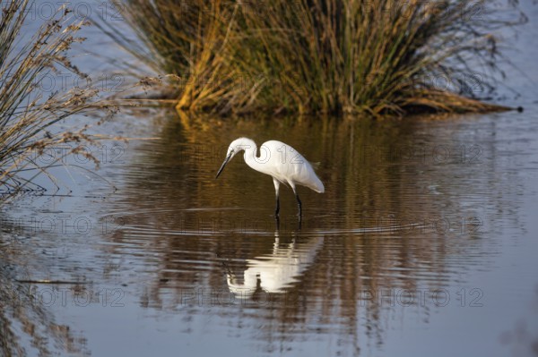 Little Egret (Egretta garzetta) in a pond, looking for food, autumn, Pont de Gau Bird Park, Camargue, France
