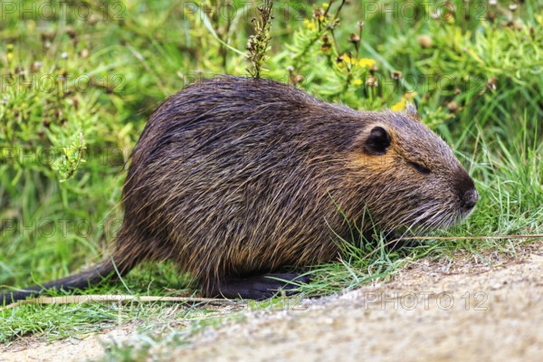Nutria (Myocastor coypus) running through grass, Pont de Gau bird park, Camargue, France