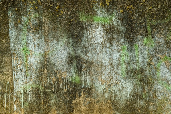 A textured wall displays layers of peeling blue and brown paint, interspersed with patches of green moss, highlighting neglect in an urban setting