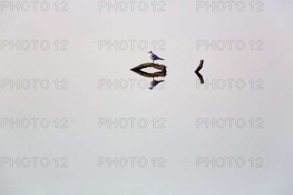 Black-headed gull sits on dead wood in a pond and looks, direction, reflection, calm water surface, cropped, symbolic image, still, text free space, Camargue, France