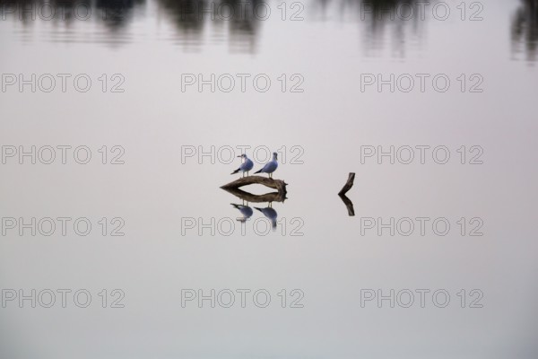 Two black-headed gulls sitting on deadwood in a pond, reflection, calm water surface, cropped, text free space, Camargue, France