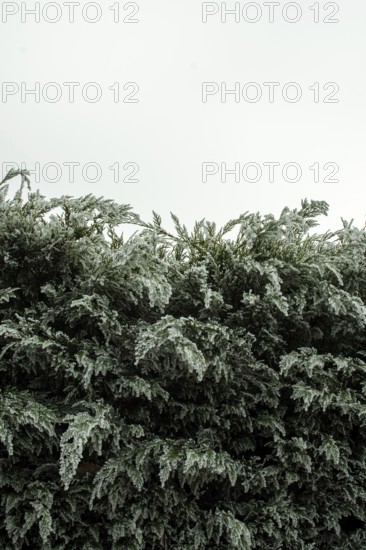 Lush green bushes stretch upward, their dense leaves filling the frame against a muted, cloudy backdrop, capturing a tranquil moment in nature