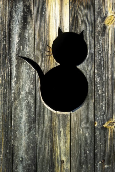 A black cat silhouette is cut into a rustic wooden panel featuring intricate grain textures. The design captures a playful and artistic element of the natural wood background. France