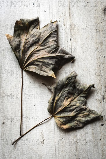 Dried leaves with intricate textures lay on a weathered wooden surface. Their muted colors reflect the passage of time and the beauty of nature's cycles