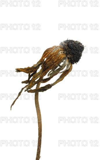 A dried flower displays intricate details of its petals and stem, emphasizing natural textures against a pale background. The structure captures the essence of decay and beauty