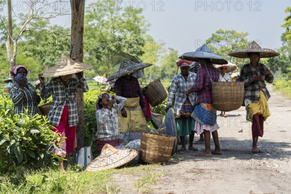 Tea estate workers plucking tea leafs using umbrellas at a tea estate during a hot summer day, in Numaligarh, India on June 12, 2025
