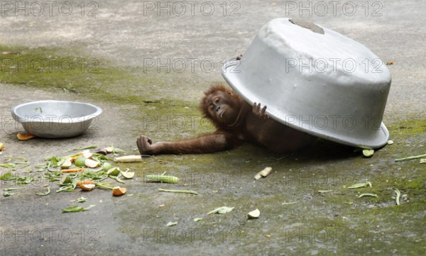 An orangutan uses a large aluminum bowl to shield itself from the sun during a hot summer day inside its enclosure at Assam State Zoo in Guwahati, India, on July 16, 2025