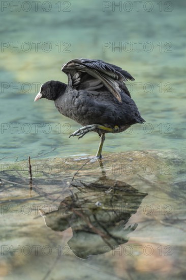 Eurasian Coot at the Hintersee near Ramsau in Berchtesgadener Land washing and a reflection in the crystal clear water of the lake