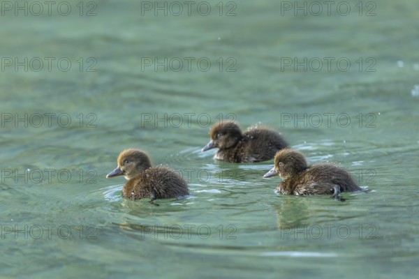 Ducklings in the clear water of the Hintersee near Ramsau in the morning. Water pearls on the plumage