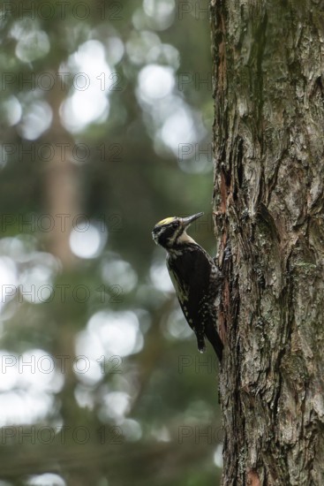 Three-toed woodpecker foraging in the Bavarian Alps