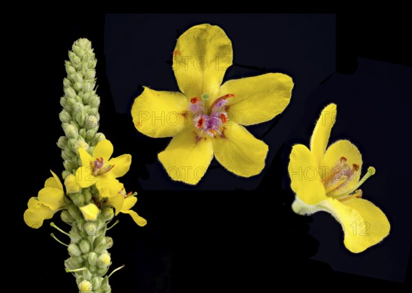 Black mullein (Verbascum nigrum) dark mullein, blossom, Germany