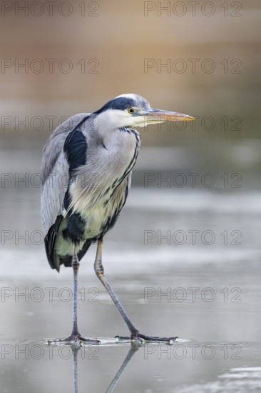 Grey heron (Ardea cinerea) Germany