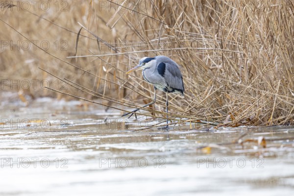 Grey heron (Ardea cinerea) Germany