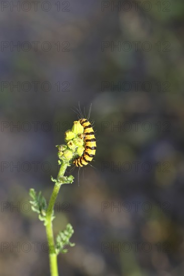 St. James's wort bear or blood bear (Tyria jacobaeae), butterfly caterpillar, moth, family Arctiidae, caterpillar, feeding on St. James's wort (Senecio jacobaea), close-up with bokeh in the background, Wilnsdorf, North Rhine-Westphalia, Germany