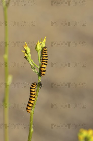 St. Jacob's weed bear or blood bear (Tyria jacobaeae), butterfly caterpillar, moth, family Arctiidae, caterpillar, feeding on St. Jacob's weed (Senecio jacobaea), close-up, Wilnsdorf, North Rhine-Westphalia, Germany