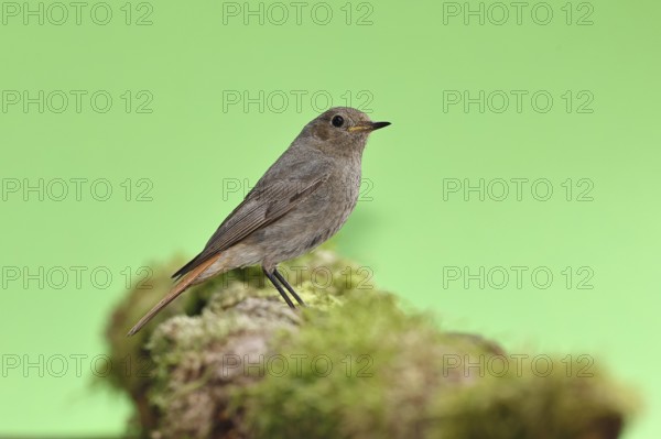 Black redstart (Phoenicurus ochruros), on a moss-covered tree stump in a garden, Wilnsdorf, North Rhine-Westphalia, Germany