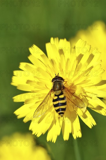 Garden hoverfly (Syrphus ribesii) on Hieracium lachenalii, Picris hieracioides (Picris hieracioides), close-up, Wilnsdorf, North Rhine-Westphalia, Germany